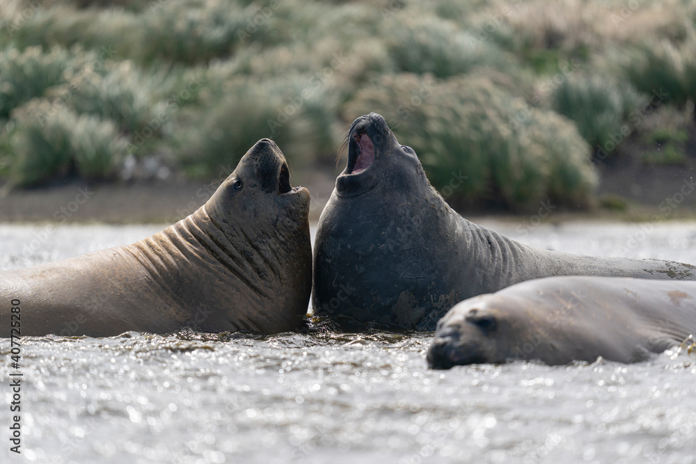 Fototapeta premium Elephant seals