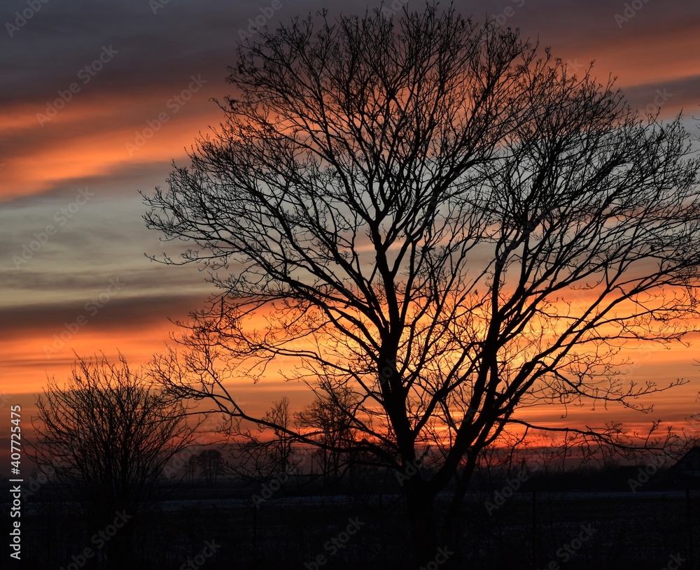 sunset in the forest