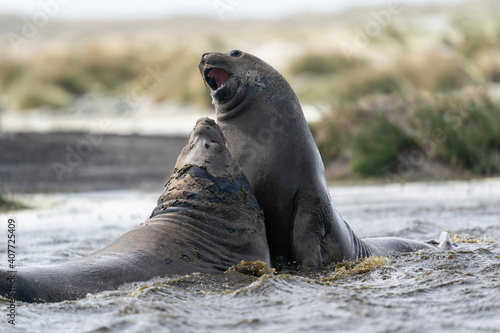 Elephant seals