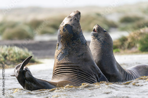 Elephant seals