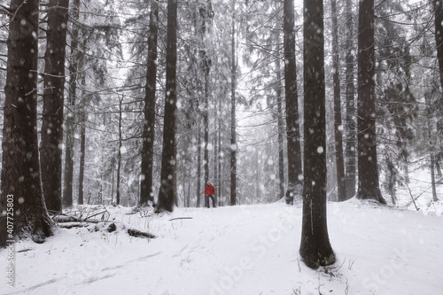 woman in a red jacket in the winter northern forest among the huge trees