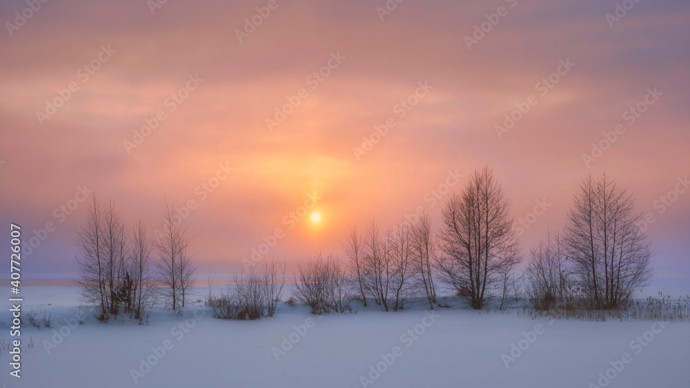 trees on the shore of Lake Vuoksa against the background of a winter sunset in the Leningrad region trees on the shore of Lake Vuoksa against the background of a winter sunset in the Leningrad region