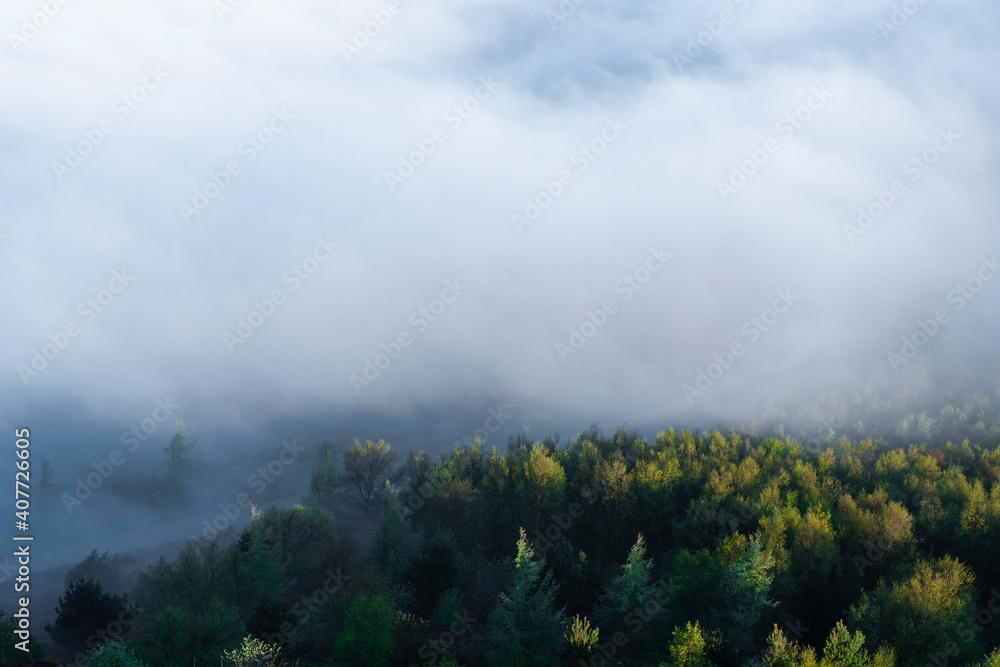 Trees Forest Woodland Fog Mist