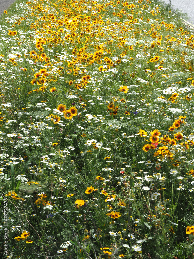 wildflowers planted to encorauge insects in a roadside verge