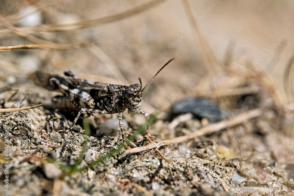 Blauflügelige Ödlandschrecke ( Oedipoda caerulescens ). Blauflügelige Ödlandschrecke ( Oedipoda caerulescens ).