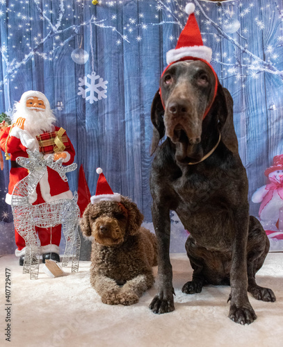 perros posando con papa noel  , en estampa navideña 