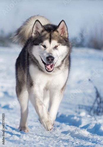 Alaskan Malamute running in the snow in winter © Happy monkey