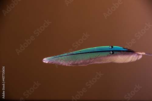 blue feather of Brazilian birds © Cleber