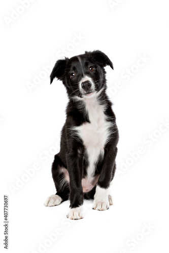 border collie puppy dog