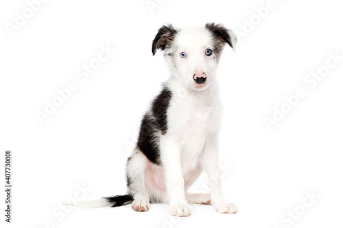 blue merle border collie puppy dog © Erik Lam