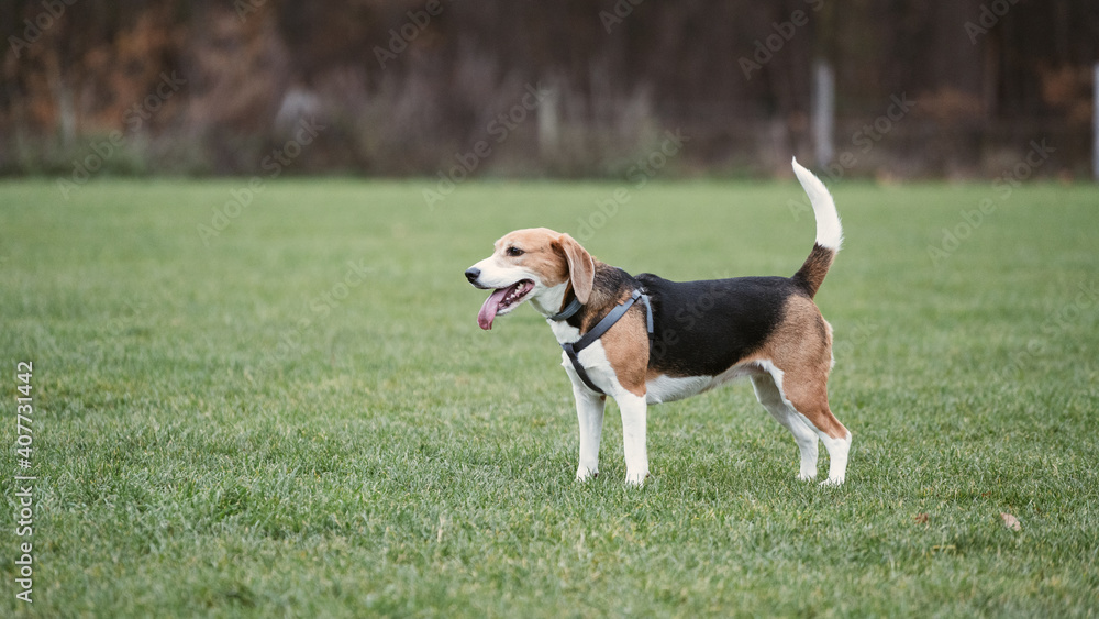 Beagle dog on a field