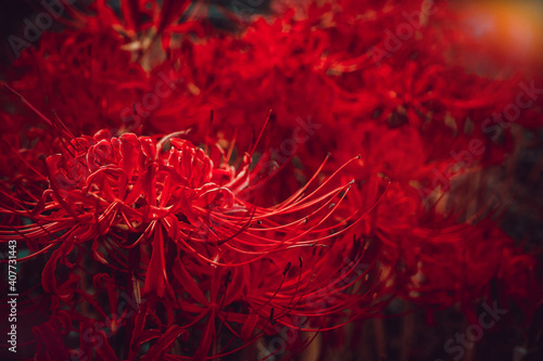 神奈川県伊勢原日向地区の彼岸花