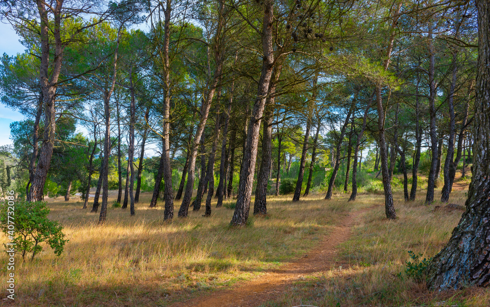 Fototapeta premium Lezignan-Corbieres forest in the South of France