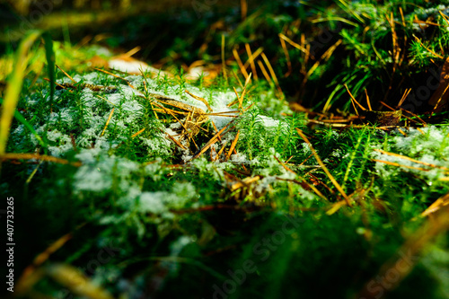 dew on the grass © Vasyl