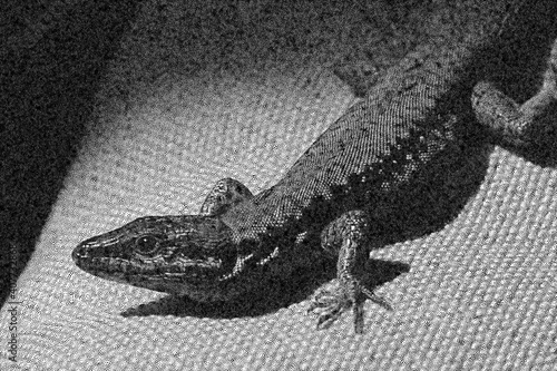 Stipple Technique Gecko