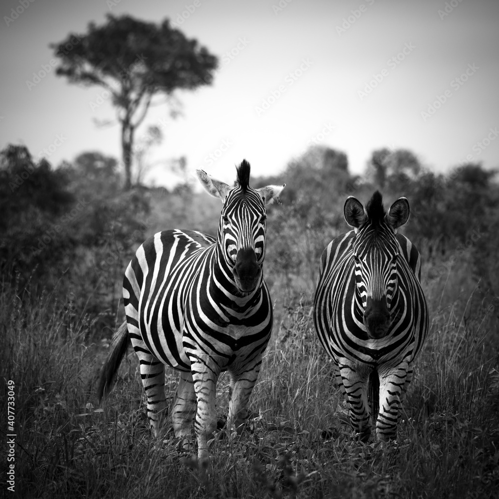Fototapeta premium Zwei Zebras beobachten aufmerksam den Fotografen welcher aus sicherer Entfernung sein Bild macht.