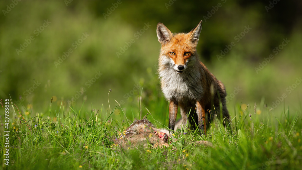 Red fox, vulpes vulpes, standing next to dead roe on meadow on sunshine. Wild mammal looking on sunny glade with copy space. Orange animal eating killed prey on sunlight. Red fox, vulpes vulpes, standing next to dead roe on meadow on sunshine. Wild mammal looking on sunny glade with copy space. Orange animal eating killed prey on sunlight.