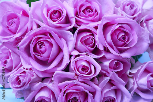 Background of beautiful lilac roses