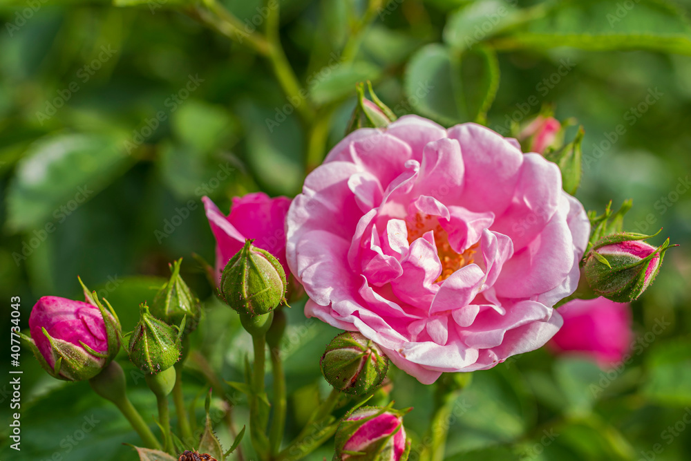 Pink rose in sunshine. Spring or summer day.
