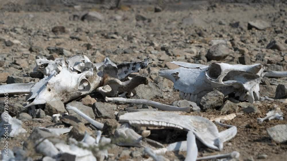 Skull and Bones of Dead Animals on Desert Ground. Cow Carcass in the Sun. Skull and Bones of Dead Animals on Desert Ground. Cow Carcass in the Sun.