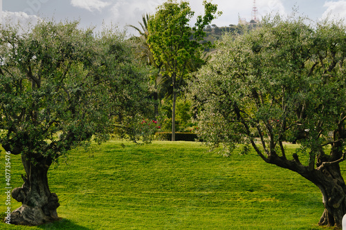 Selective Focus - Two olive trees with the beautiful garden and roses in the background