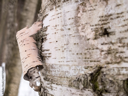 Bild auf Leinwand Close-up of a birch trunk with a involuted piece of bark