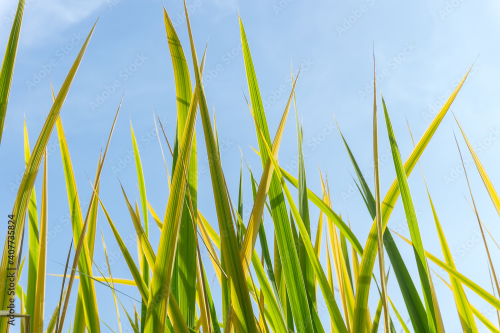 Obraz premium Yellow-green stems of grass against a bright blue sky. Abstract background.