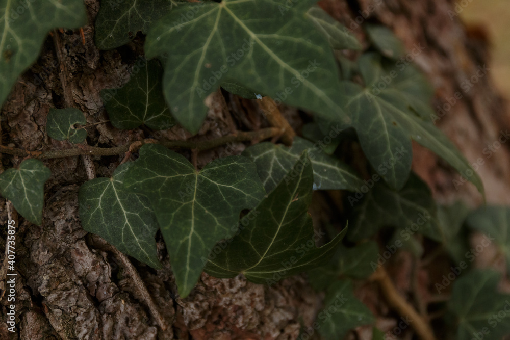 Plants and close up of leaves Plants and close up of leaves