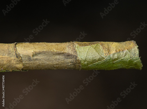 Leafcutter bee (Megachile) Nest