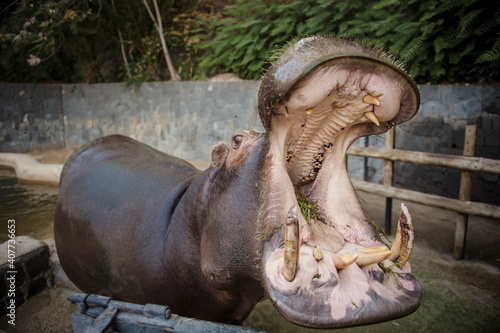 ZOO METROPOLITANO DE SANTIAGO DE CHILE