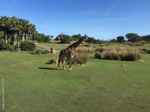 Photography Giraffe