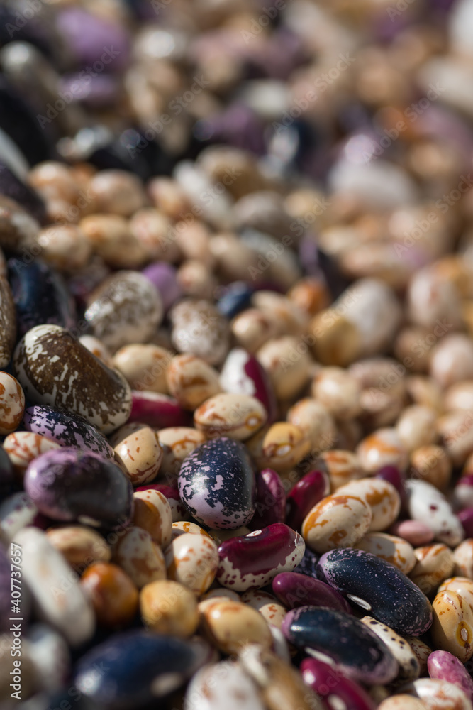 Shelled ripe seeds of kidney bean on heap. Pile of dry raw seeds of haricot (Phaseolus vulgaris) as natural background. Macro close-up. Organic farming, healthy food, BIO viands, back to nature. Shelled ripe seeds of kidney bean on heap. Pile of dry raw seeds of haricot (Phaseolus vulgaris) as natural background. Macro close-up. Organic farming, healthy food, BIO viands, back to nature.