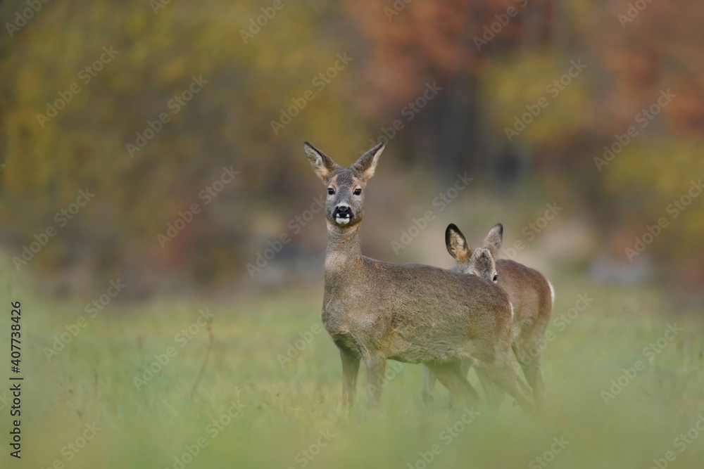 Two roe deer grazin on the meadow. Capreolus capreolus Two roe deer grazin on the meadow. Capreolus capreolus