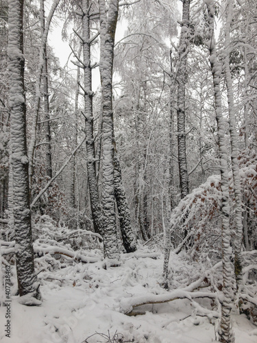 snow covered trees