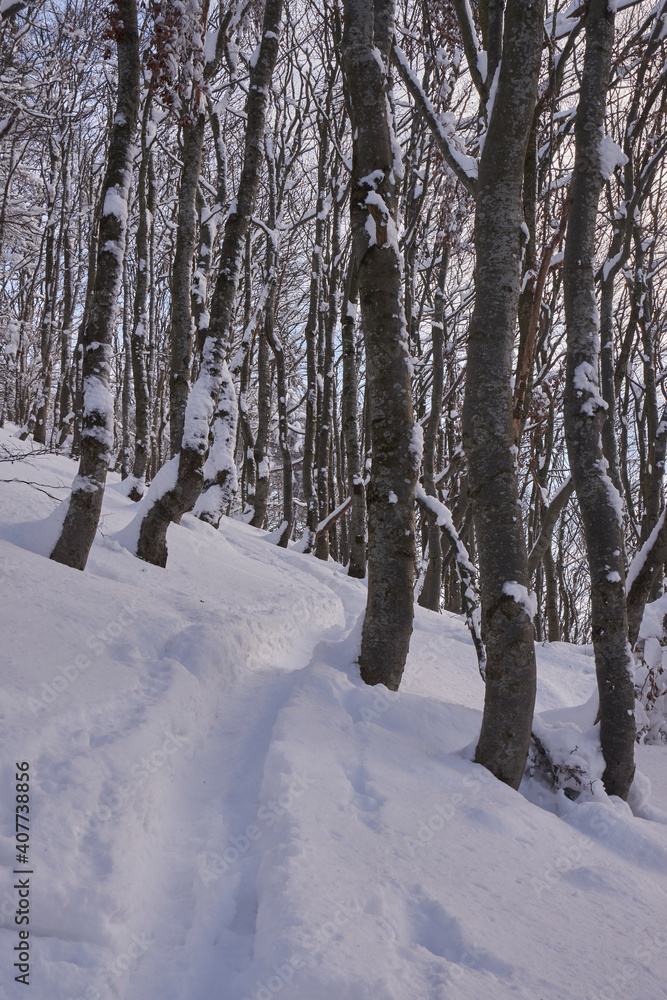 Fozen Trees In Snowy Winter, frosty weather. Beech mountain forest in winter Fozen Trees In Snowy Winter, frosty weather. Beech mountain forest in winter