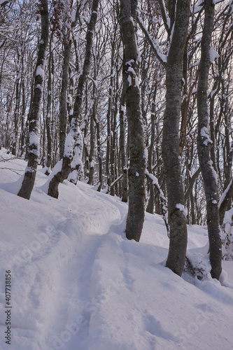 Fozen Trees In Snowy Winter, frosty weather. Beech mountain forest in winter