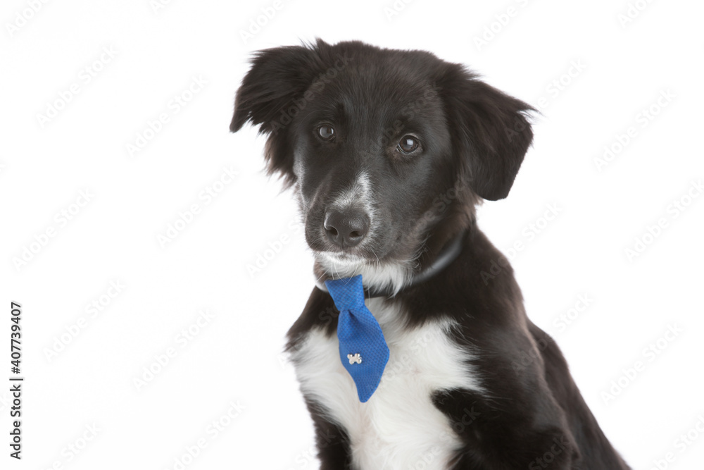 Border collie mix puppy wearing a necktie on a white background