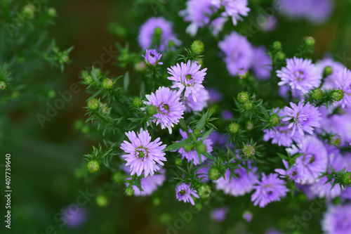 Close-up shot of purple flowers and beautiful green soft focus.