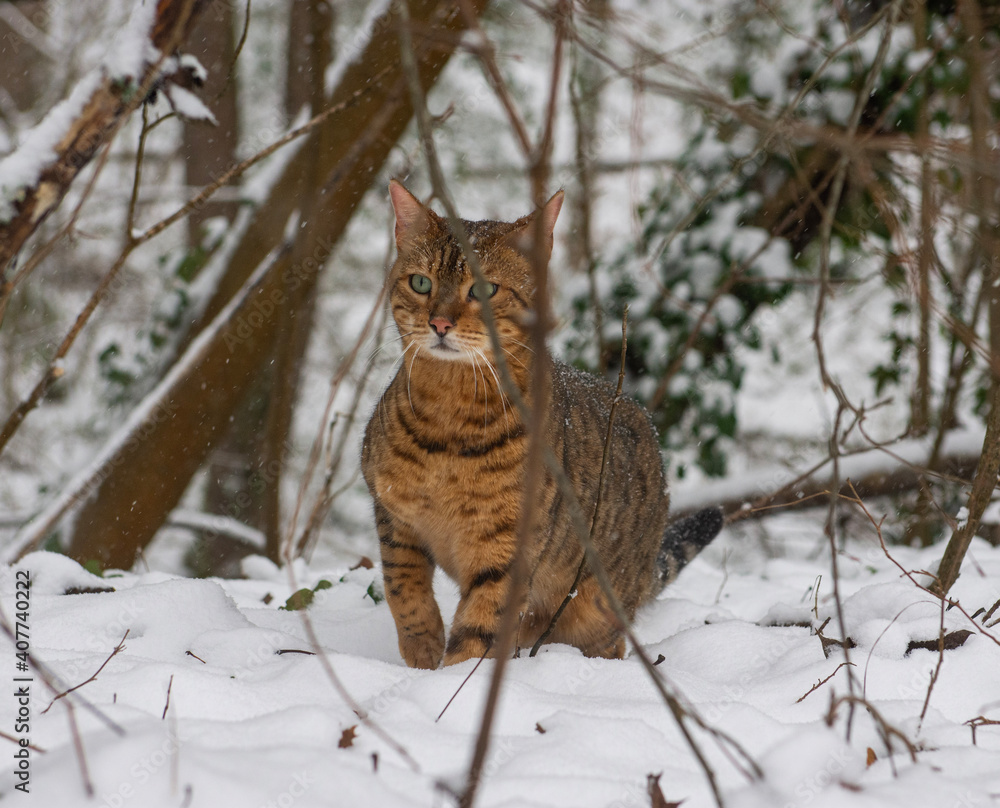 Bengal in the snow 