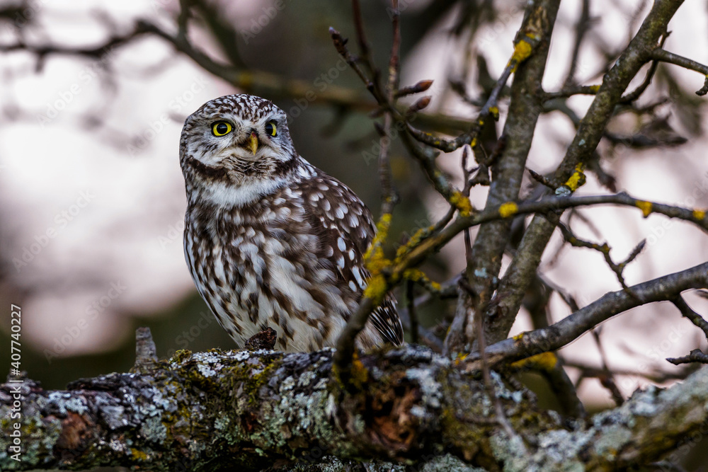 Steinkauz (Athene noctua) Steinkauz (Athene noctua)