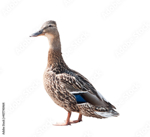 The mallard (dabbling duck, Anas platyrhynchos), isolated on white background