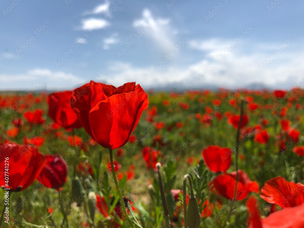 Fototapeta premium red poppy field