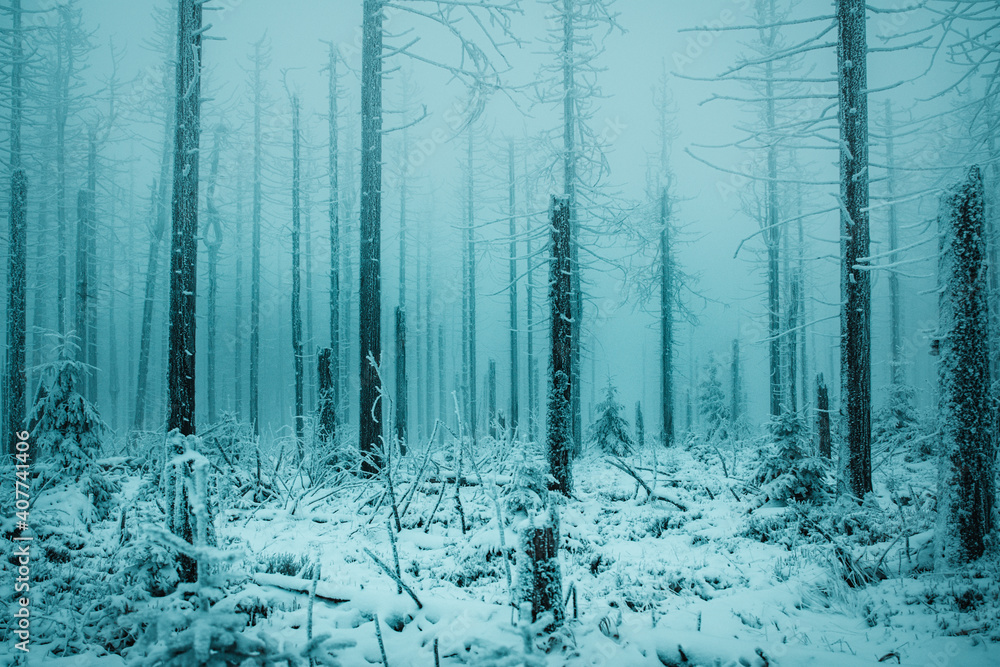 Fototapeta premium Mystic and foggy forest scene of dead pine trees in the mountains. Frozen misty mountain nature with moody vibes. Abstract simple background view. Hiking in the winter. Harz National Park in Germany
