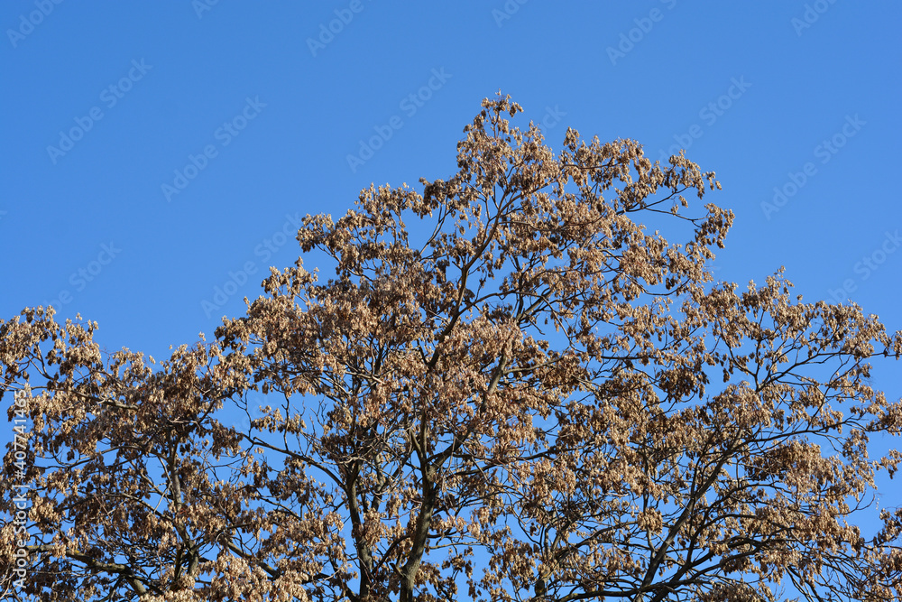 Tree of heaven Tree of heaven