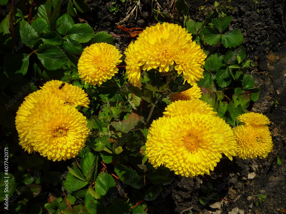 yellow flowers chrysanthemums in the garden yellow flowers chrysanthemums in the garden