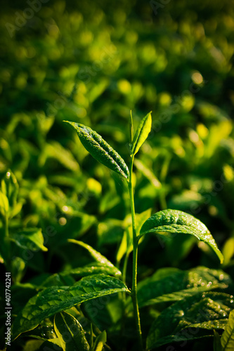 green tea in garden photo