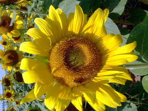 Close up of a flower of a sunflower close up.