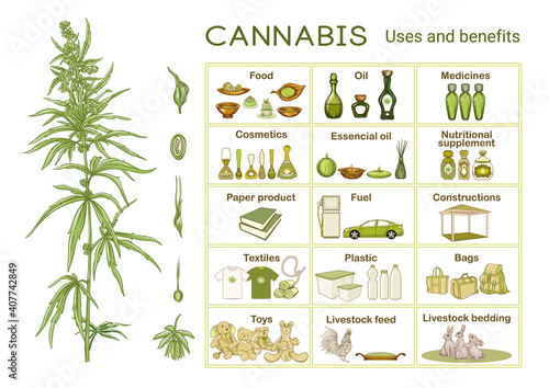 Cannabis, uses and benefits. Infographics, scheme, Clip art, poster, set of elements for design. Vector illustration. Isolated on white background 