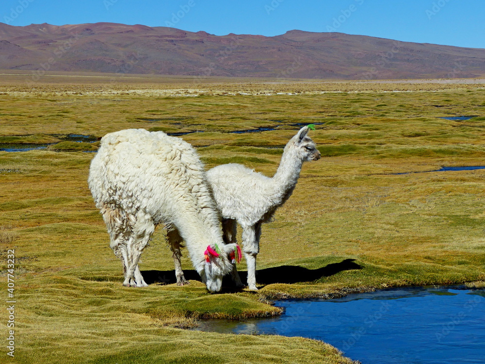 Naklejka premium White alpaca with shaggy baby on green grass field near water, rural idyllic landscape of Andes mountains, South America.