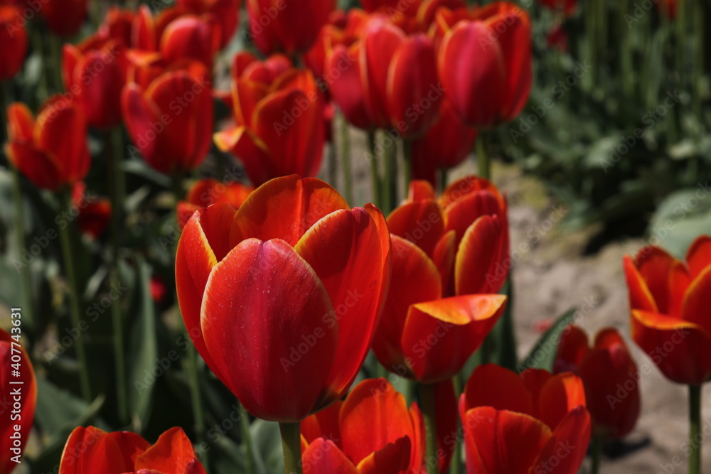 Red Tulips in the field